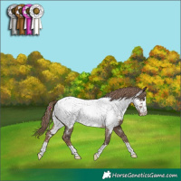 Horse Color:Liver Red Dun Appaloosa