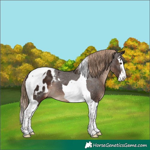 Horse Color:Liver Chestnut Splash Tobiano Appaloosa 