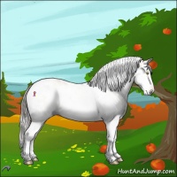 Horse Color:Gray Amber Cream Champagne Onyx Splash Tobiano Appaloosa 