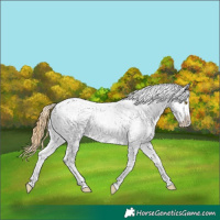 Horse Color:Classic Cream Champagne Appaloosa 