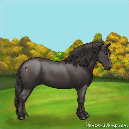 Horse Color:Smoky Black