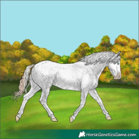 Horse Color:Classic Cream Champagne Pearl Onyx Sabino Appaloosa 