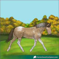 Horse Color:Classic Cream Champagne Tobiano 
