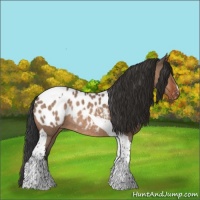 Horse Color:Brown Dun Tobiano Appaloosa Rabicano 