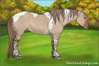 Horse Color:Liver Red Dun Tobiano Varnish Rabicano 
