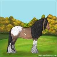 Horse Color:Bay Dun Tobiano Appaloosa Rabicano 