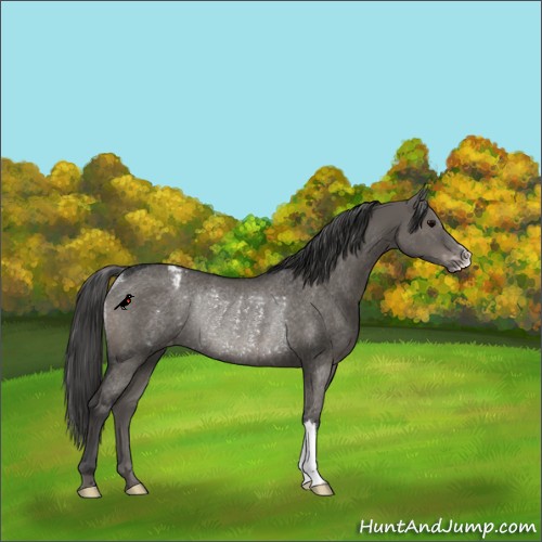 Horse Color:Grullo Varnish Rabicano 