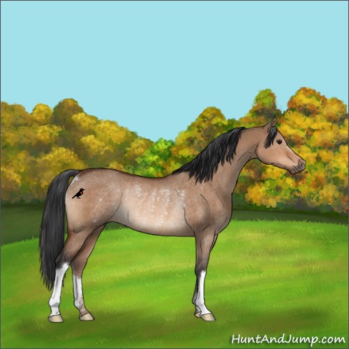 Horse Color:Bay Dun Rabicano 