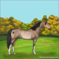 Horse Color:Bay Dun Rabicano 