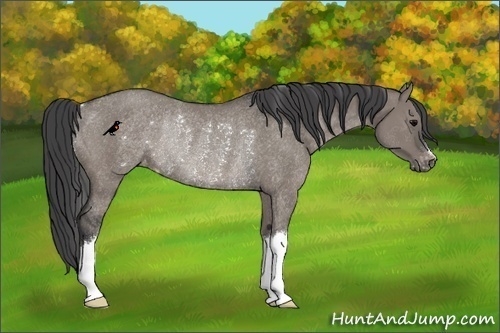 Horse Color:Grullo Appaloosa Rabicano 