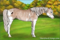 Horse Color:Silver Brown Dun Splash Rabicano 