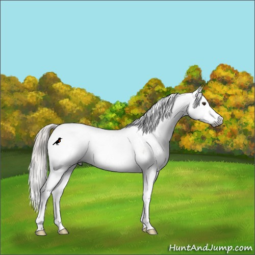 Horse Color:Gray Silver Brown Dun Sabino Splash Rabicano 