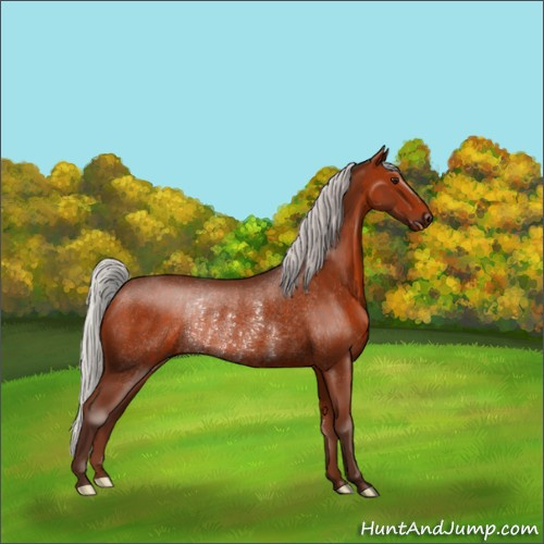 Horse Color:Silver Bay Rabicano