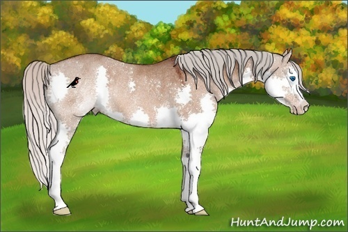 Horse Color:Silver Brown Dun Splash Rabicano 