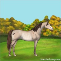 Horse Color:Sable Champagne Dun Varnish Rabicano 