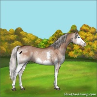 Horse Color:Silver Brown Dun Splash Rabicano 