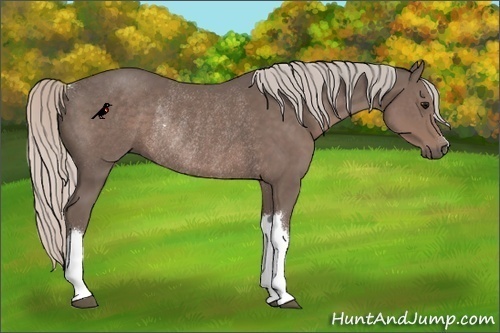 Horse Color:Silver Black Rabicano