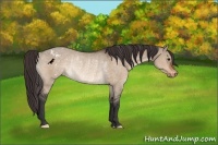 Horse Color:Bay Dun Appaloosa Rabicano
