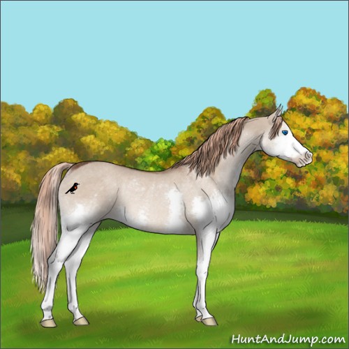 Horse Color:Liver Red Dun Splash Rabicano 