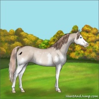 Horse Color:Liver Red Dun Splash Rabicano 