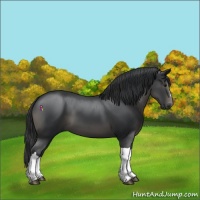 Horse Color:Black 