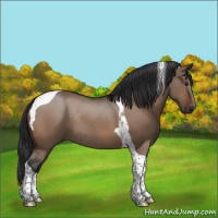Horse Color:Bay Dun Tobiano Rabicano