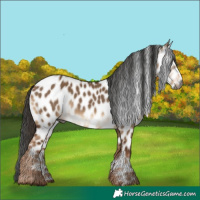 Horse Color:Gray Liver Red Dun Appaloosa 
