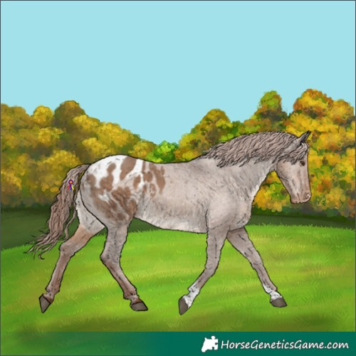 Horse Color:Liver Red Dun Tobiano Appaloosa Rabicano 