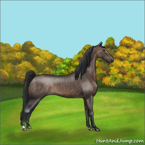Horse Color:Brown Dun 