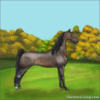 Horse Color:Brown Dun 