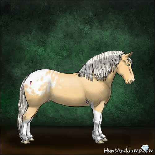 Horse Color:Silver Amber Cream Champagne Roan Tobiano Appaloosa 