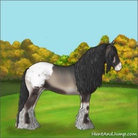 Horse Color:Blue Onyx Appaloosa 