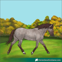 Horse Color:Chocolate Smoky Grullo Roan 