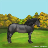 Horse Color:Black Rabicano 