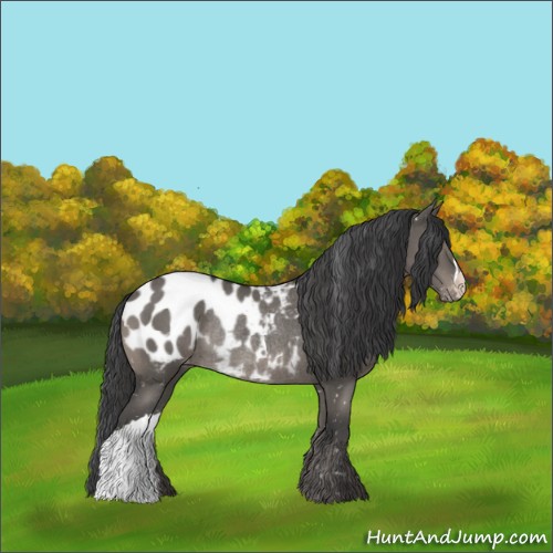 Horse Color:Grullo Appaloosa Rabicano 