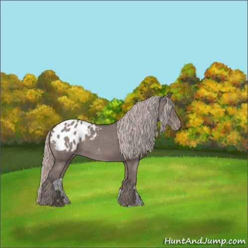 Horse Color:Silver Grullo Appaloosa