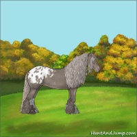 Horse Color:Silver Grullo Appaloosa 