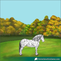 Horse Color:Black Appaloosa 