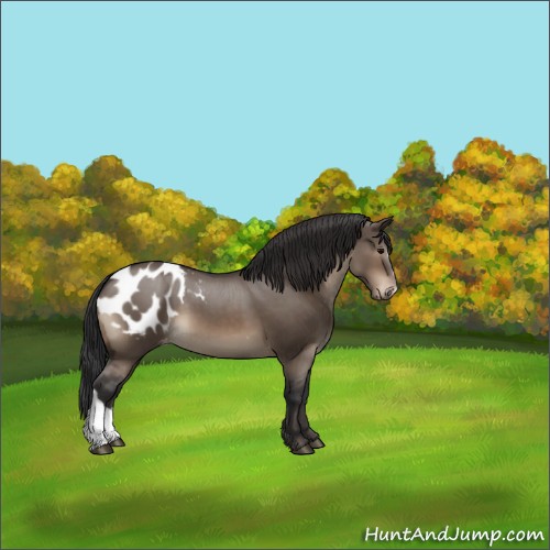 Horse Color:Brown Dun Appaloosa