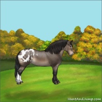 Horse Color:Brown Dun Appaloosa 