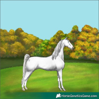 Horse Color:Silver Classic Cream Champagne Dun Appaloosa 