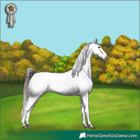 Horse Color:Bay Dun Appaloosa Rabicano  and Brown Dun Appaloosa 