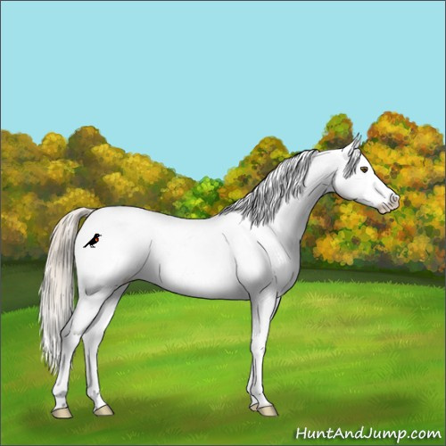 Horse Color:Chocolate Palomino Dun Mushroom Appaloosa