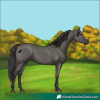 Horse Color:Grullo Brindle 