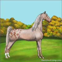 Horse Color:Chestnut Mushroom Appaloosa Rabicano