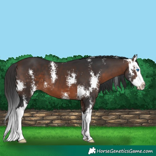 Horse Color:Brown Sabino Splash 