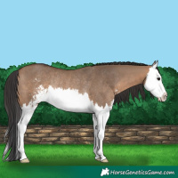 Horse Color:Brown Dun Sabino Splash Rabicano 