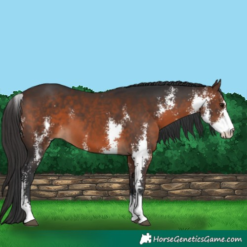 Horse Color:Brown Sabino 