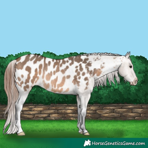 Horse Color:Brown Dun Appaloosa Rabicano 
