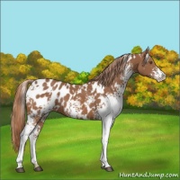 Horse Color:White Spotted Chestnut Blanket 